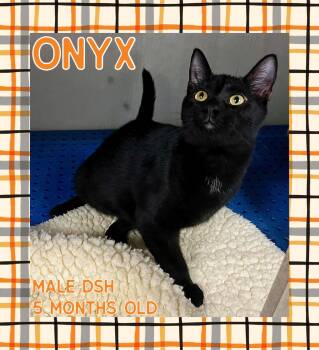 Rescue Domestic Short Hair Cats for Adoption in Danville, Indiana - Onyx | PetCurious