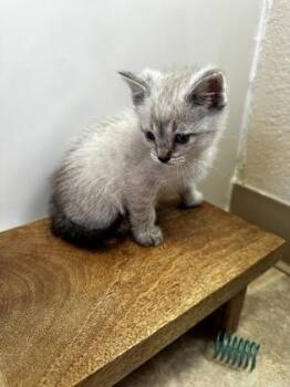 Pesto -  Domestic Short Hair Cat for Adoption in Pleasanton, California - Pesto | PetCurious
