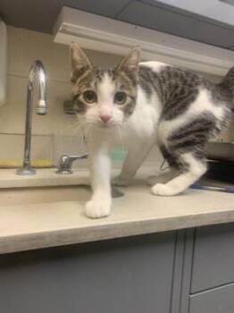 Ashley -  Domestic Short Hair Cat for Adoption in Wichita, Kansas - Ashley | PetCurious