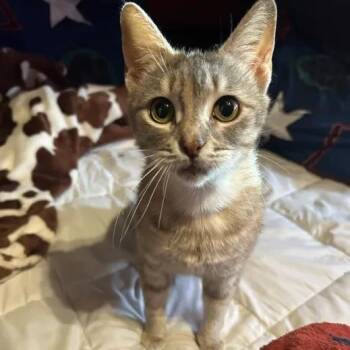 Domestic Short Hair Cats Available for Adoption - Maggie | PetCurious