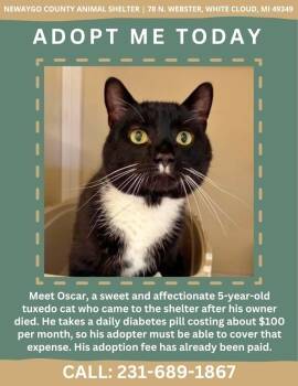Oscar -  Domestic Short Hair Cat for Adoption in White Cloud, Michigan - Oscar | PetCurious