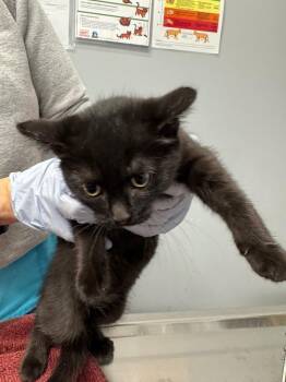 Isabel -  Domestic Short Hair Cat for Adoption in Bloomington, Indiana - Isabel | PetCurious