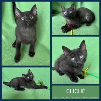 Cliche -  Domestic Short Hair Cat for Adoption in Corpus Christi, Texas - Cliche | PetCurious