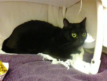 Domestic Short Hair Cats Available for Adoption in Omaha, Nebraska - DAB | PetCurious