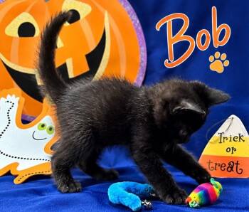 Bob -  Domestic Short Hair Cat for Adoption in Goodlettsville, Tennessee - Bob | PetCurious