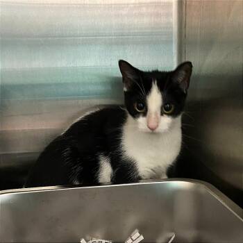 Pretzel -  Domestic Short Hair Cat for Adoption in Philadelphia, Pennsylvania - Pretzel | PetCurious
