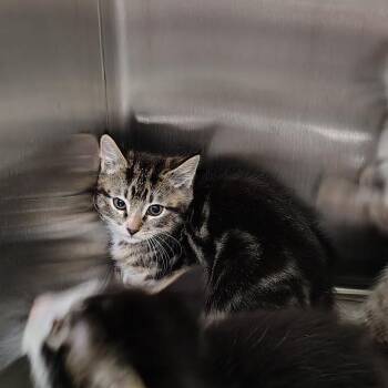 Captain Hook -  Domestic Medium Hair Cat for Adoption in Coos Bay, Oregon - Captain Hook | PetCurious