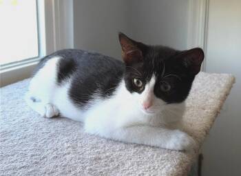 The Van Halen Crew plus One Diva (WCPS) -  Domestic Short Hair Cat for Adoption in Greenville, Delaware - The Van Halen Crew Plus One Diva (WCPS) | PetCurious