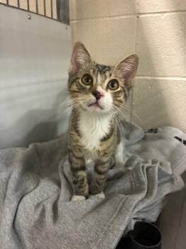 Barry -  Domestic Short Hair Cat for Adoption in Fruit Heights, Utah - Barry | PetCurious