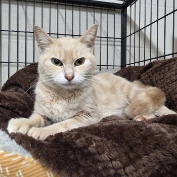 Starburst 1426 -  Domestic Short Hair Cat Available for Adoption in Hamilton, Georgia - Starburst 1426 | PetCurious