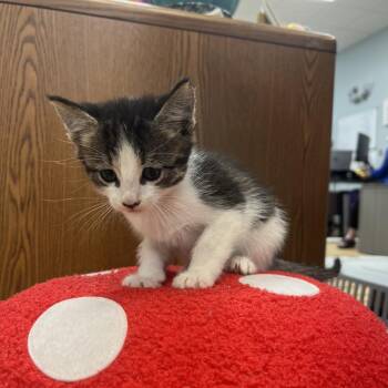 Blueberry -  Domestic Short Hair Cat for Adoption in Greensboro, Georgia - Blueberry | PetCurious