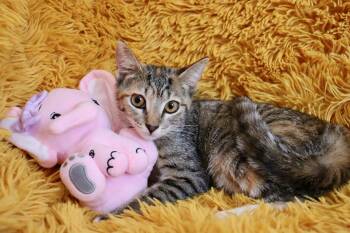 Tabby Cats Available for Adoption - Acorn | PetCurious
