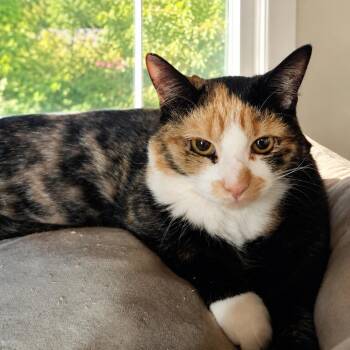 Calico Cats Available for Adoption in Maple Shade, New Jersey - Murmur | PetCurious