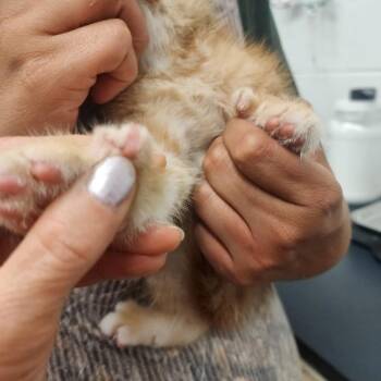 Nacho -  Domestic Medium Hair Cat for Adoption in Evensville, Tennessee - Nacho | PetCurious