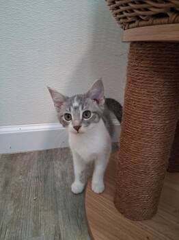 Lucy #6 -  Domestic Short Hair Cat for Adoption in Westfield, Wisconsin - Lucy #6 | PetCurious