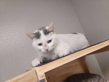 Domestic Short Hair Cats Available for Adoption - Barb Walters | PetCurious