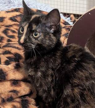 Tortoiseshell and Domestic Short Hair Cats Available for Adoption - Gonzo | PetCurious