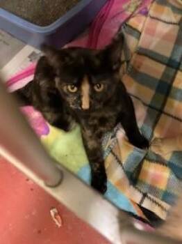 Rescue Domestic Short Hair Cats for Adoption in Mason City, Iowa - Daisy | PetCurious