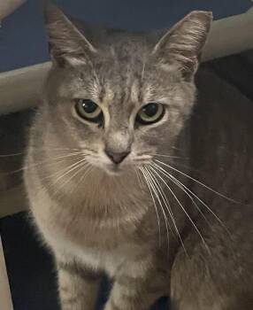 Domestic Short Hair Cats Available for Adoption - Yuki | PetCurious