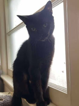 Rescue Domestic Short Hair Cats for Adoption in Mount Pleasant, South Carolina - Elowen | PetCurious