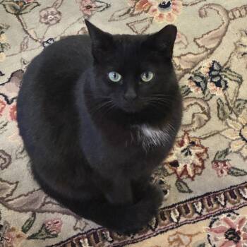 Domestic Short Hair Cats Available for Adoption - Meow Meow | PetCurious