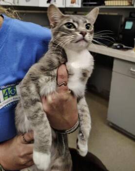 Rockette -  Domestic Short Hair Cat for Adoption in Palm Coast, Florida - Rockette | PetCurious