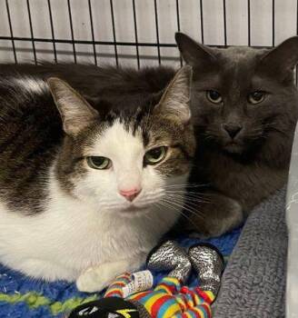 Rescue Maine Coon and Domestic Short Hair Cats for Adoption in Plano, Texas - Ghost And Phantom | PetCurious