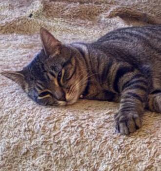 Joey fka Zoey -  Domestic Short Hair Cat for Adoption in Fort Worth, Texas - Joey Fka Zoey | PetCurious