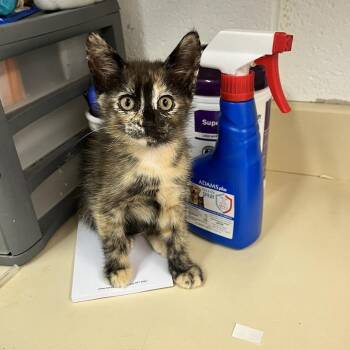 Sasha -  Domestic Short Hair Cat for Adoption in Ardmore, Oklahoma - Sasha | PetCurious