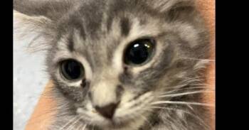Hollyhock -  Domestic Short Hair Cat for Adoption in Dayton, Minnesota - Hollyhock | PetCurious
