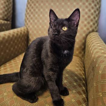 Volcano -  Domestic Short Hair Cat for Adoption in Endicott, New York - Volcano | PetCurious