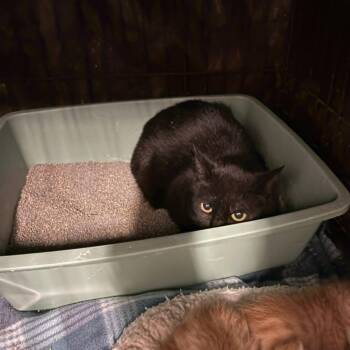 Cookie -  Domestic Short Hair Cat for Adoption in Stephenville, Texas - Cookie | PetCurious