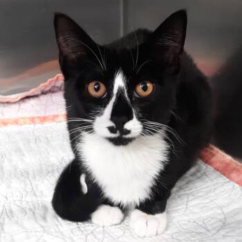 Woodruff -  Domestic Short Hair Cat for Adoption in Spokane, Washington - Woodruff | PetCurious
