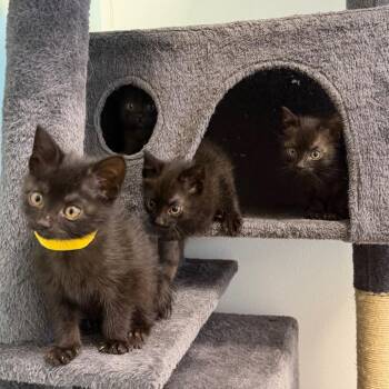 Purrincess -  Domestic Short Hair Cat for Adoption in Webster, Texas - Purrincess | PetCurious