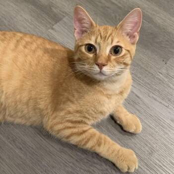Domestic Short Hair Cats Available for Adoption in Nashville, Tennessee - Fennec | PetCurious