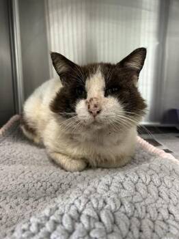 Domestic Short Hair Cats Available for Adoption in Corpus Christi, Texas - TAZZ | PetCurious