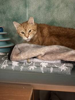 Domestic Short Hair Cats Available for Adoption in Altoona, Pennsylvania - Honey Nut Cheerio | PetCurious