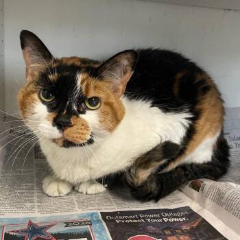 Sophie -  Domestic Short Hair Cat for Adoption in Roanoke, Virginia - Sophie | PetCurious