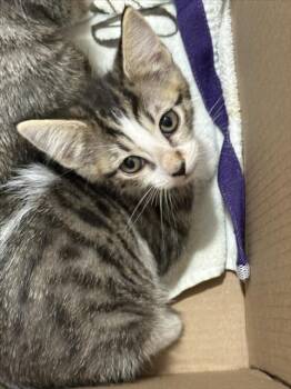 I AM SWEET -  Domestic Short Hair Cat for Adoption in Las Vegas, Nevada - I AM SWEET | PetCurious