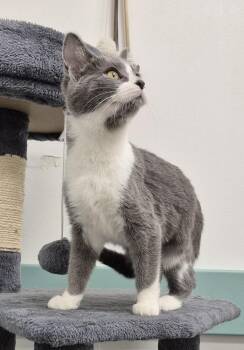 Domestic Short Hair Cats Available for Adoption - Shannon | PetCurious