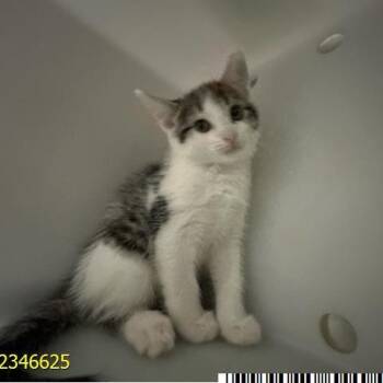 Elara -  Domestic Short Hair Cat for Adoption in West Palm Beach, Florida - Elara | PetCurious