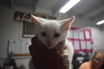 Mama Cat K1 -  Domestic Short Hair Cat for Adoption in Pahrump, Nevada - Mama Cat K1 | PetCurious