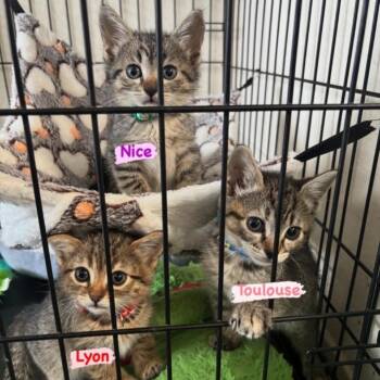 Domestic Short Hair Cats Available for Adoption in Westminster, California - Nice | PetCurious