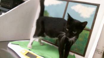 BAILEY -  Domestic Short Hair Cat for Adoption in Houston, Texas - BAILEY | PetCurious