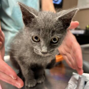 Dean -  Domestic Short Hair Cat for Adoption in Newport, North Carolina - Dean | PetCurious