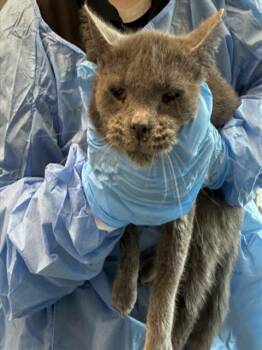 GRAVY -  Domestic Short Hair Cat for Adoption in Loveland, Colorado - GRAVY | PetCurious