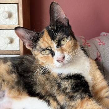 Dotty -  Domestic Short Hair Cat for Adoption in Renton, Washington - Dotty | PetCurious
