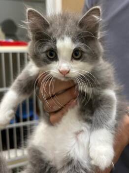 Apple Jacks (Luna) / Patrisia (Leyla) -  Domestic Medium Hair Cat for Adoption in Winnipeg, Manitoba - Apple Jacks (Luna) / Patrisia (Leyla) | PetCurious