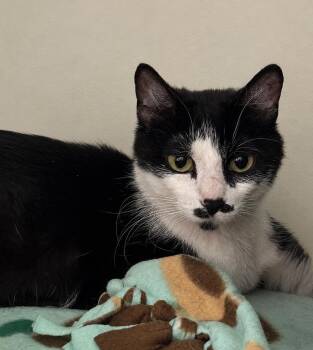 Mrs. Moustache -  Domestic Short Hair Cat for Adoption in Saint Paul, Minnesota - Mrs. Moustache | PetCurious