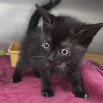 Chloe -  Domestic Short Hair Cat Available for Adoption in Auburn, Alabama - Chloe | PetCurious